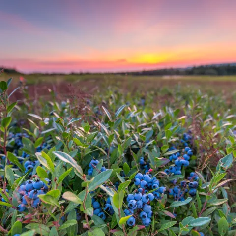 Blueberries at sunset